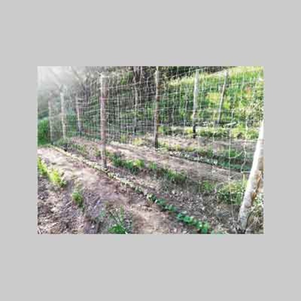 Rete Per Piante Rampicanti - 1.5 X 10 Mt, Supporto Per Edera, Piselli E Piante Da Giardino - Foto 9