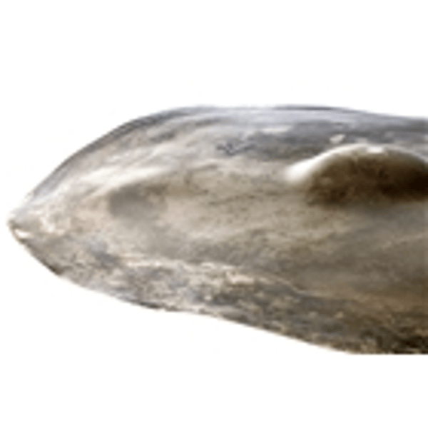 Zildjian FXRCLG-FX Raw Crash, Large Bell