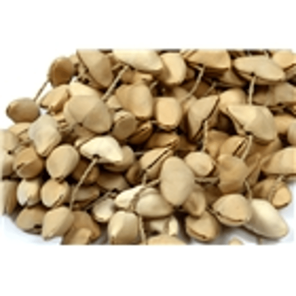 Tanga SHAKER-KENARI-L Shaker composto da conchiglie