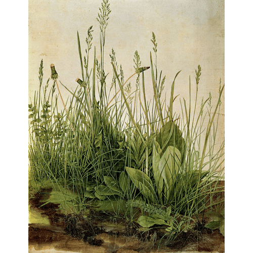Albrecht Dürer Il Grande Pezzo di Prato, 1503