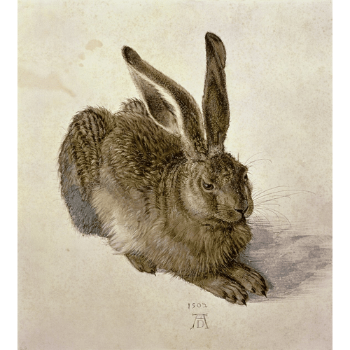 Albrecht Dürer Giovane lepre