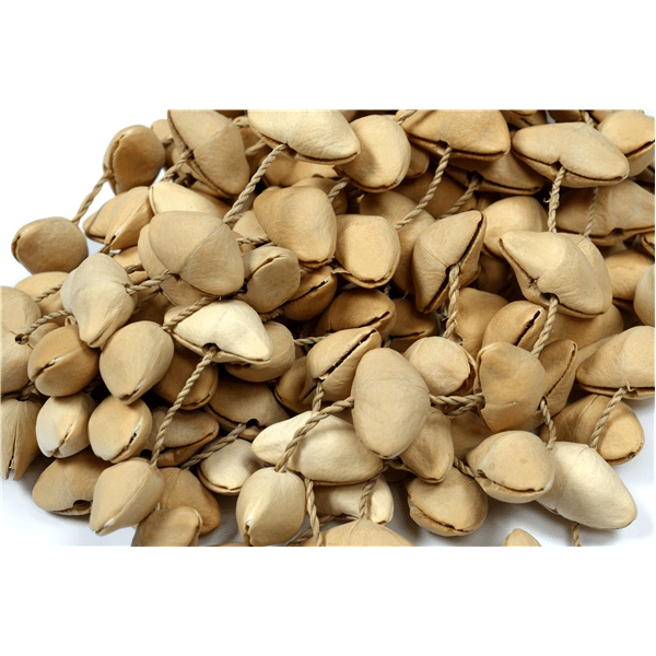 Tanga SHAKER-KENARI-L Shaker composto da conchiglie